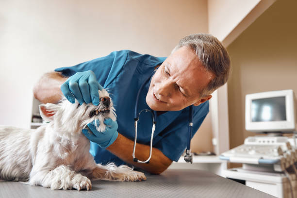 Best Same-Day Emergency Dentist in Marlow Heights, MD